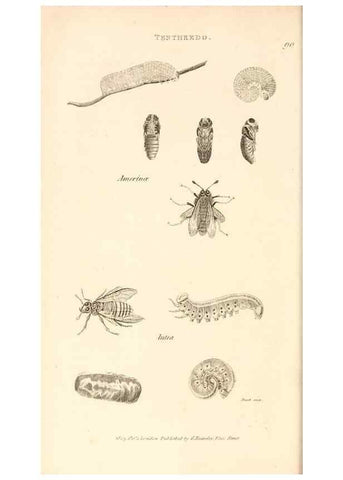 Reproducción/Reproduction 49829860266: General zoology, or Systematic natural history. London,Printed for G. Kearsley,1800-1826.. 