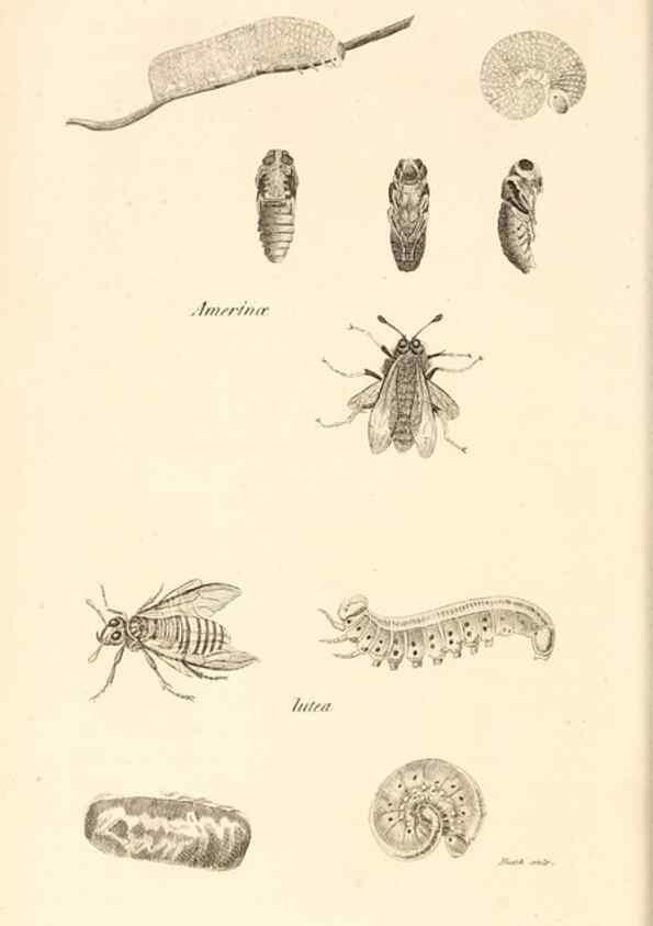 Reproducción/Reproduction 49829860266: General zoology, or Systematic natural history. London,Printed for G. Kearsley,1800-1826.. 
