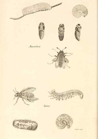 Reproducción/Reproduction 49829860266: General zoology, or Systematic natural history. London,Printed for G. Kearsley,1800-1826.. 