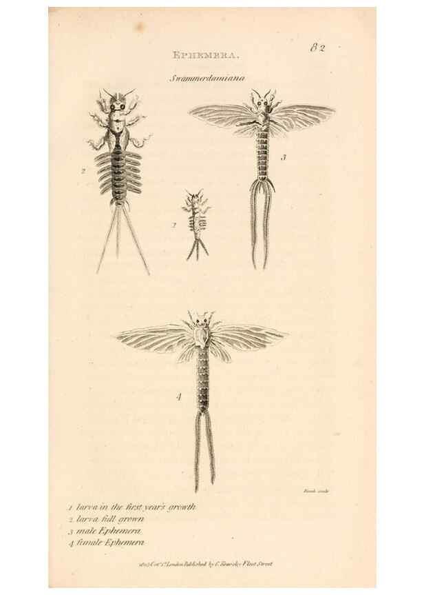 Reproducción/Reproduction 49829857131: General zoology, or Systematic natural history. London,Printed for G. Kearsley,1800-1826.. 