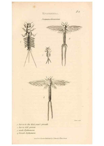 Reproducción/Reproduction 49829857131: General zoology, or Systematic natural history. London,Printed for G. Kearsley,1800-1826.. 