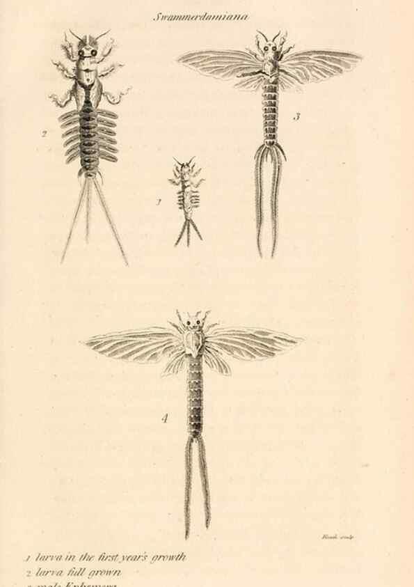 Reproducción/Reproduction 49829857131: General zoology, or Systematic natural history. London,Printed for G. Kearsley,1800-1826.. 