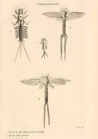 Reproducción/Reproduction 49829857131: General zoology, or Systematic natural history. London,Printed for G. Kearsley,1800-1826.. 