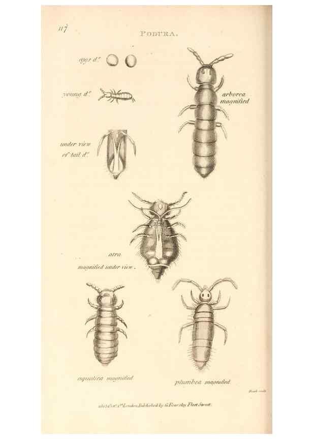 Reproducción/Reproduction 49830178232: General zoology, or Systematic natural history. London,Printed for G. Kearsley,1800-1826.. 