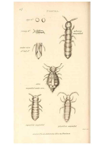 Reproducción/Reproduction 49830178232: General zoology, or Systematic natural history. London,Printed for G. Kearsley,1800-1826.. 