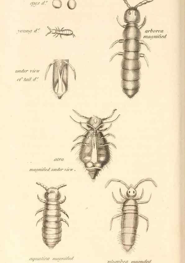 Reproducción/Reproduction 49830178232: General zoology, or Systematic natural history. London,Printed for G. Kearsley,1800-1826.. 