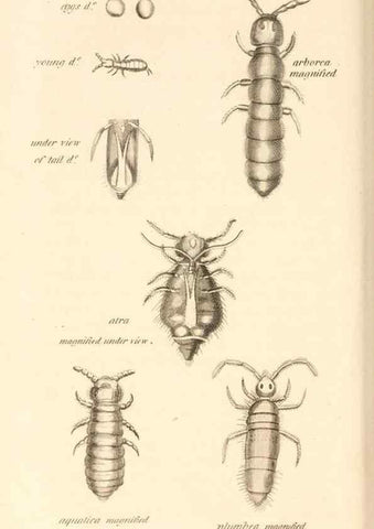 Reproducción/Reproduction 49830178232: General zoology, or Systematic natural history. London,Printed for G. Kearsley,1800-1826.. 