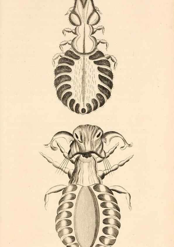 Reproducción/Reproduction 49830178792: General zoology, or Systematic natural history. London,Printed for G. Kearsley,1800-1826.. 