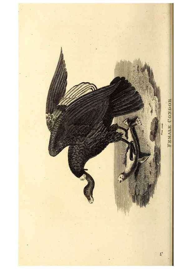 Reproducción/Reproduction 49830360177: General zoology, or Systematic natural history. London,Printed for G. Kearsley,1800-1826.. 