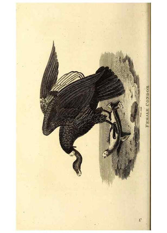 Reproducción/Reproduction 49830360177: General zoology, or Systematic natural history. London,Printed for G. Kearsley,1800-1826.. 