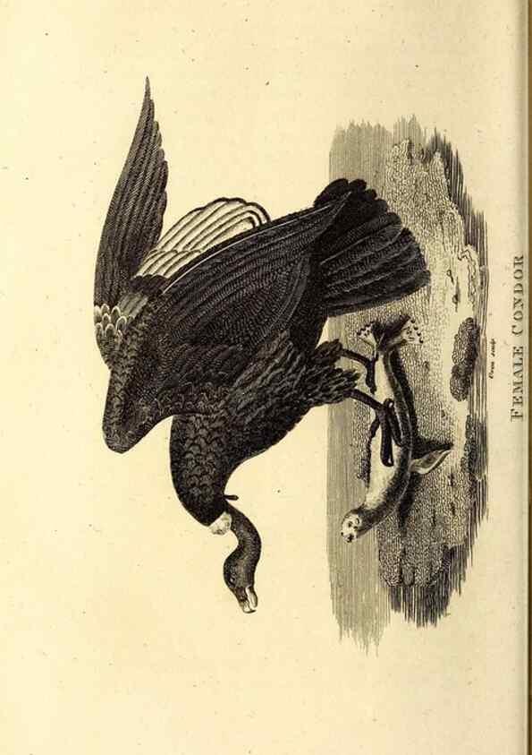 Reproducción/Reproduction 49830360177: General zoology, or Systematic natural history. London,Printed for G. Kearsley,1800-1826.. 