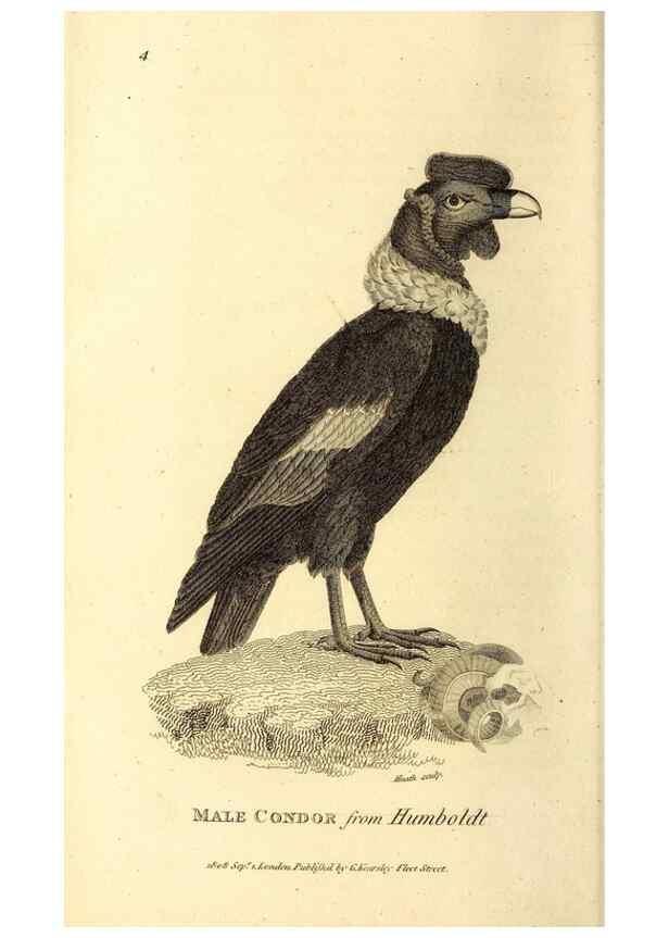 Reproducción/Reproduction 49830053076: General zoology, or Systematic natural history. London,Printed for G. Kearsley,1800-1826.. 