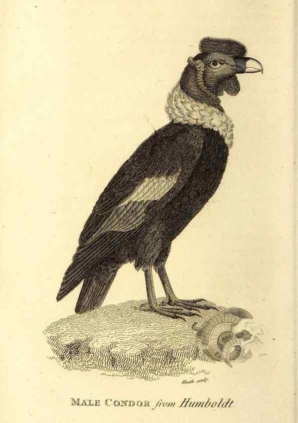 Reproducción/Reproduction 49830053076: General zoology, or Systematic natural history. London,Printed for G. Kearsley,1800-1826.. 