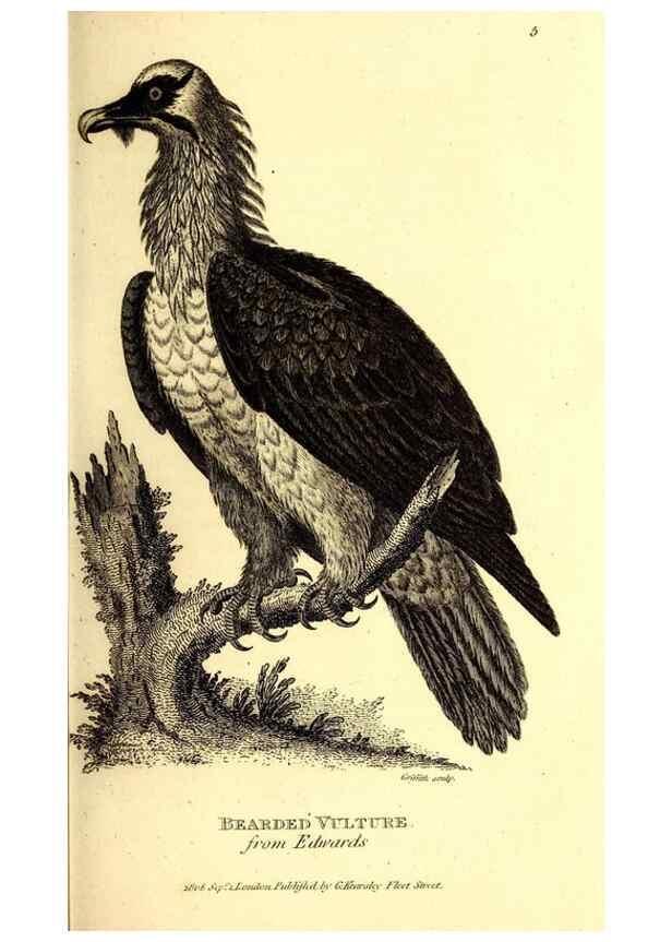 Reproducción/Reproduction 49830053496: General zoology, or Systematic natural history. London,Printed for G. Kearsley,1800-1826.. 