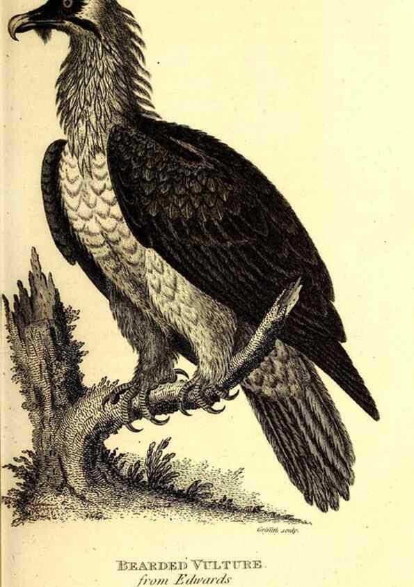 Reproducción/Reproduction 49830053496: General zoology, or Systematic natural history. London,Printed for G. Kearsley,1800-1826.. 