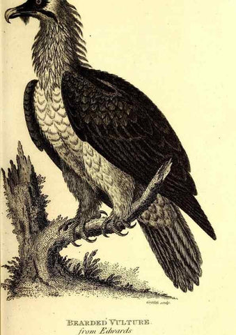 Reproducción/Reproduction 49830053496: General zoology, or Systematic natural history. London,Printed for G. Kearsley,1800-1826.. 