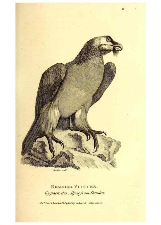 Reproducción/Reproduction 49830361167: General zoology, or Systematic natural history. London,Printed for G. Kearsley,1800-1826.. 
