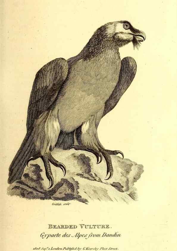 Reproducción/Reproduction 49830361167: General zoology, or Systematic natural history. London,Printed for G. Kearsley,1800-1826.. 