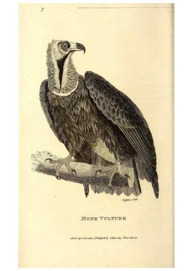 Reproducción/Reproduction 49830054166: General zoology, or Systematic natural history. London,Printed for G. Kearsley,1800-1826.. 