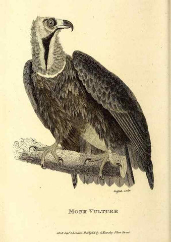 Reproducción/Reproduction 49830054166: General zoology, or Systematic natural history. London,Printed for G. Kearsley,1800-1826.. 