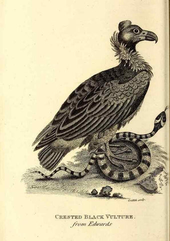 Reproducción/Reproduction 49830361892: General zoology, or Systematic natural history. London,Printed for G. Kearsley,1800-1826.. 