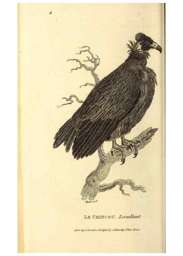 Reproducción/Reproduction 49829523378: General zoology, or Systematic natural history. London,Printed for G. Kearsley,1800-1826.. 