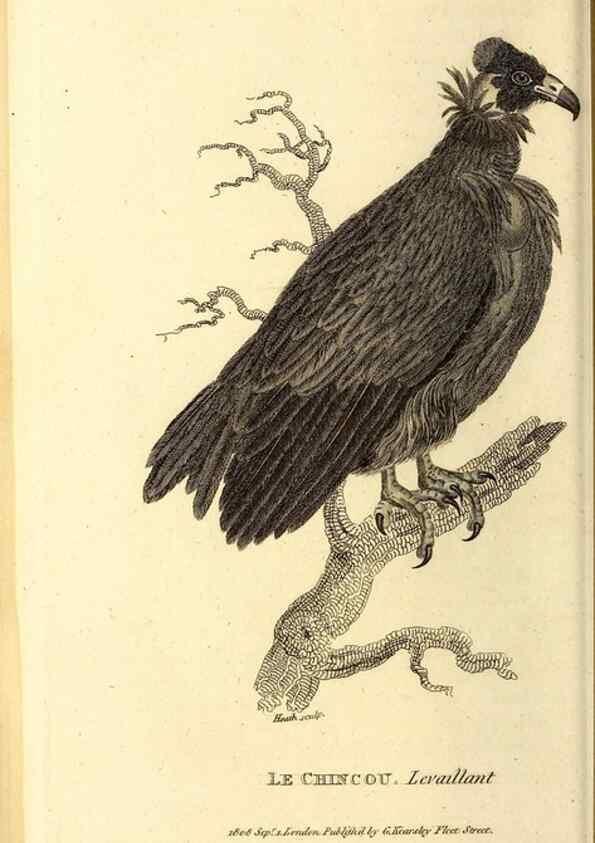 Reproducción/Reproduction 49829523378: General zoology, or Systematic natural history. London,Printed for G. Kearsley,1800-1826.. 