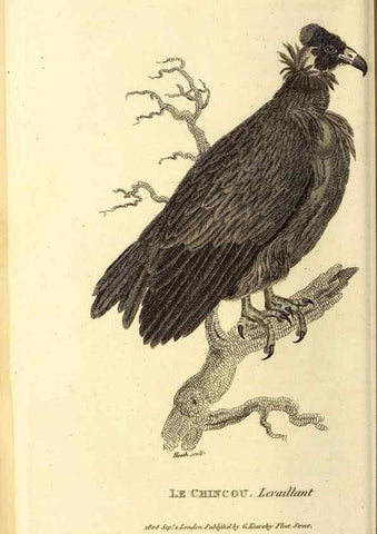 Reproducción/Reproduction 49829523378: General zoology, or Systematic natural history. London,Printed for G. Kearsley,1800-1826.. 