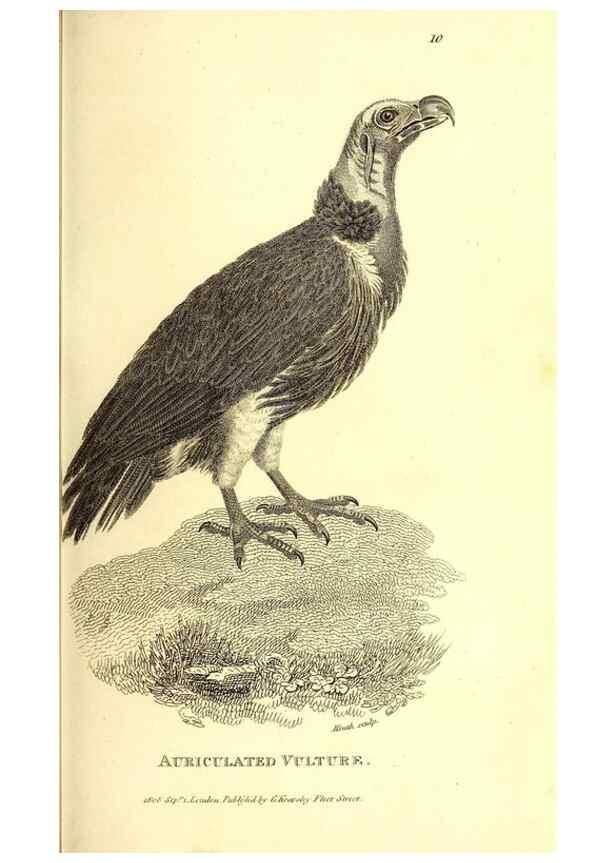 Reproducción/Reproduction 49830055036: General zoology, or Systematic natural history. London,Printed for G. Kearsley,1800-1826.. 