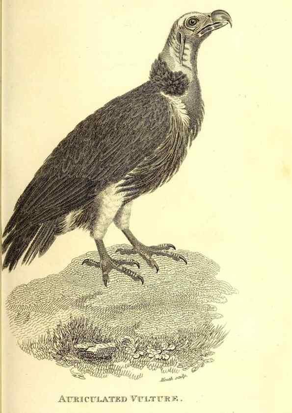 Reproducción/Reproduction 49830055036: General zoology, or Systematic natural history. London,Printed for G. Kearsley,1800-1826.. 