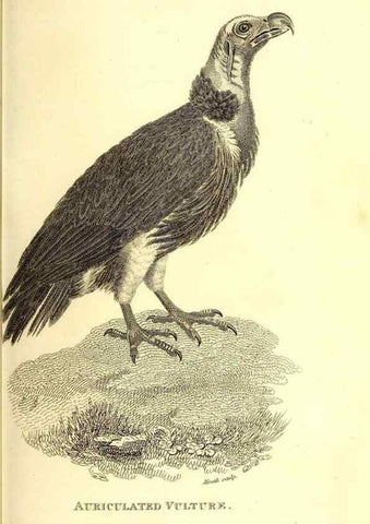 Reproducción/Reproduction 49830055036: General zoology, or Systematic natural history. London,Printed for G. Kearsley,1800-1826.. 