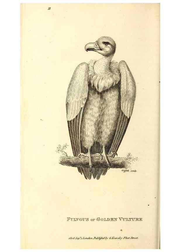 Reproducción/Reproduction 49829524108: General zoology, or Systematic natural history. London,Printed for G. Kearsley,1800-1826.. 