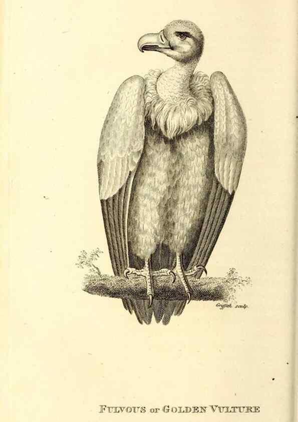 Reproducción/Reproduction 49829524108: General zoology, or Systematic natural history. London,Printed for G. Kearsley,1800-1826.. 