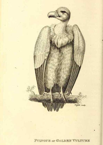 Reproducción/Reproduction 49829524108: General zoology, or Systematic natural history. London,Printed for G. Kearsley,1800-1826.. 