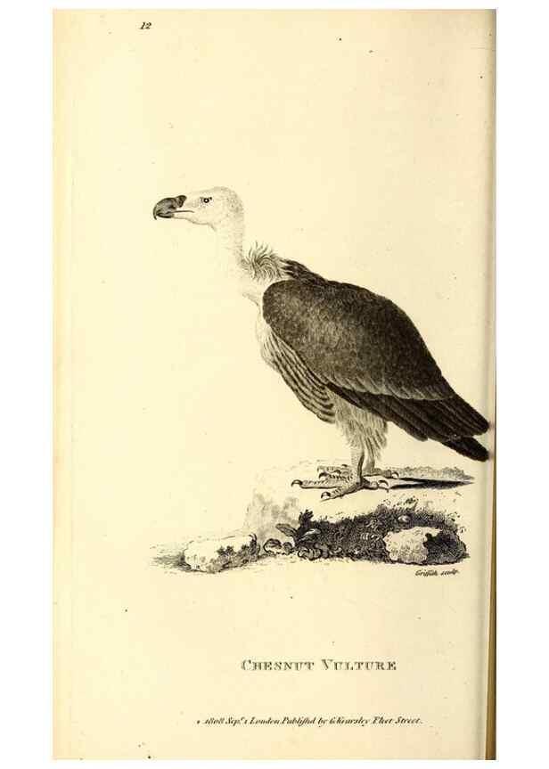 Reproducción/Reproduction 49829524468: General zoology, or Systematic natural history. London,Printed for G. Kearsley,1800-1826.. 