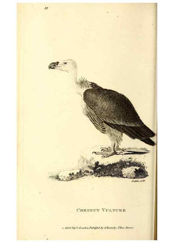 Reproducción/Reproduction 49829524468: General zoology, or Systematic natural history. London,Printed for G. Kearsley,1800-1826.. 