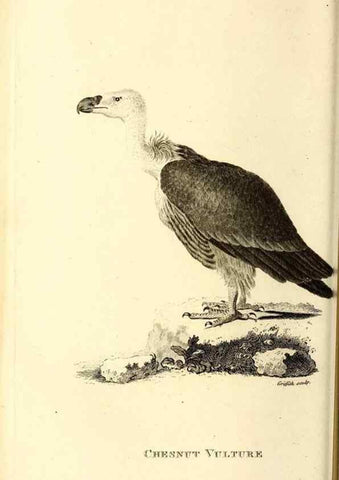 Reproducción/Reproduction 49829524468: General zoology, or Systematic natural history. London,Printed for G. Kearsley,1800-1826.. 