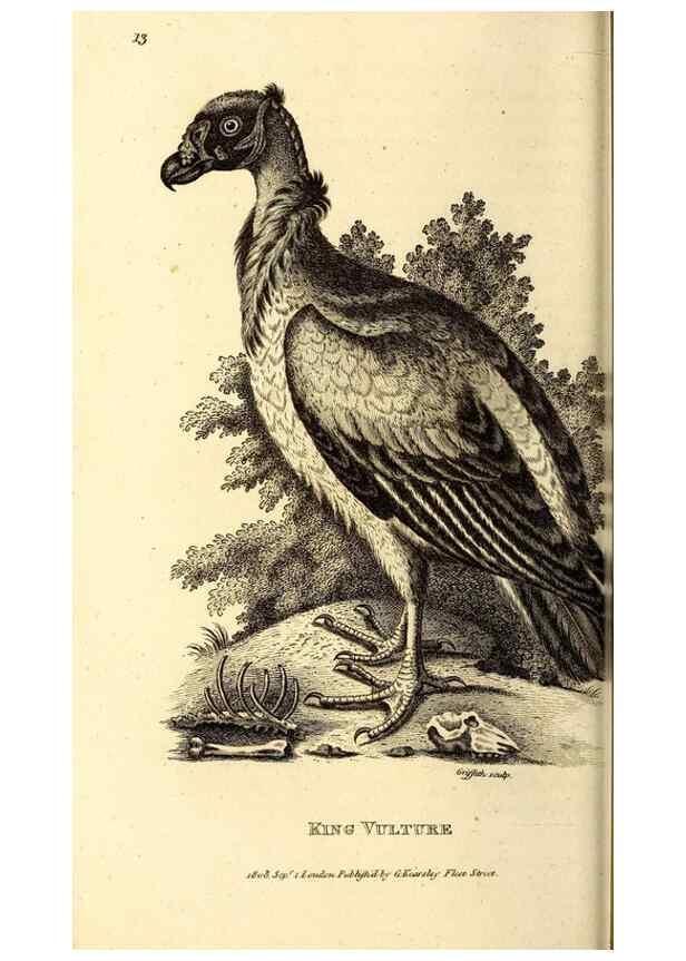 Reproducción/Reproduction 49830363802: General zoology, or Systematic natural history. London,Printed for G. Kearsley,1800-1826.. 