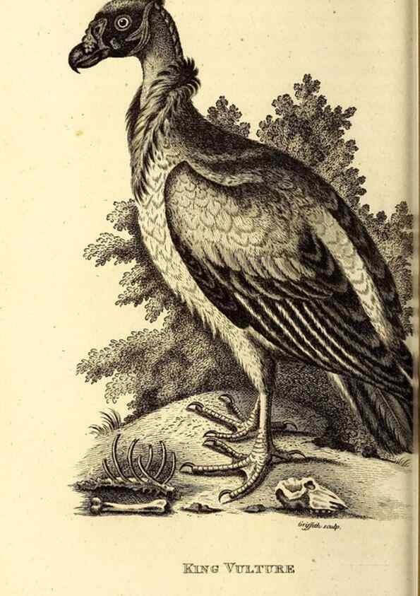 Reproducción/Reproduction 49830363802: General zoology, or Systematic natural history. London,Printed for G. Kearsley,1800-1826.. 