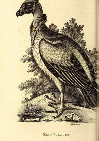 Reproducción/Reproduction 49830363802: General zoology, or Systematic natural history. London,Printed for G. Kearsley,1800-1826.. 