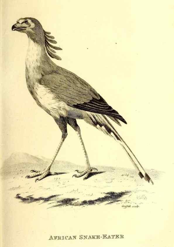 Reproducción/Reproduction 49830056361: General zoology, or Systematic natural history. London,Printed for G. Kearsley,1800-1826.. 