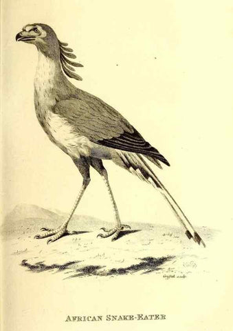 Reproducción/Reproduction 49830056361: General zoology, or Systematic natural history. London,Printed for G. Kearsley,1800-1826.. 