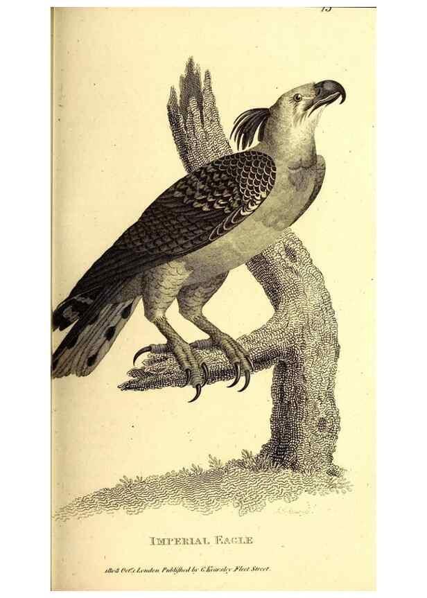 Reproducción/Reproduction 49829525503: General zoology, or Systematic natural history. London,Printed for G. Kearsley,1800-1826.. 
