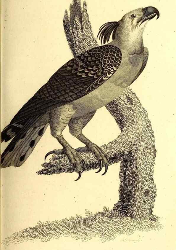 Reproducción/Reproduction 49829525503: General zoology, or Systematic natural history. London,Printed for G. Kearsley,1800-1826.. 