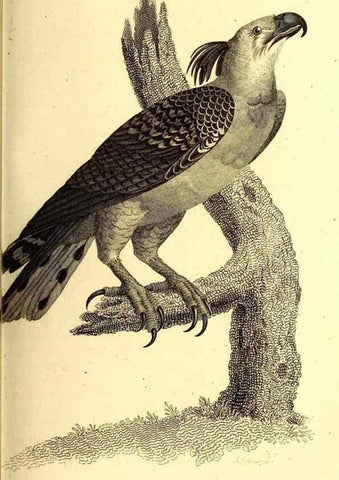 Reproducción/Reproduction 49829525503: General zoology, or Systematic natural history. London,Printed for G. Kearsley,1800-1826.. 