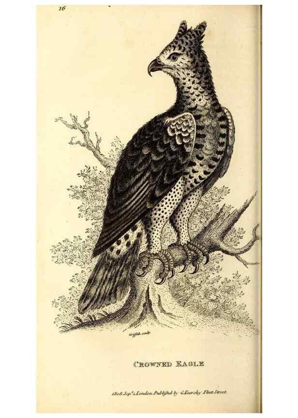 Reproducción/Reproduction 49829525933: General zoology, or Systematic natural history. London,Printed for G. Kearsley,1800-1826.. 