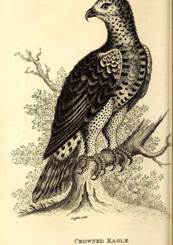 Reproducción/Reproduction 49829525933: General zoology, or Systematic natural history. London,Printed for G. Kearsley,1800-1826.. 