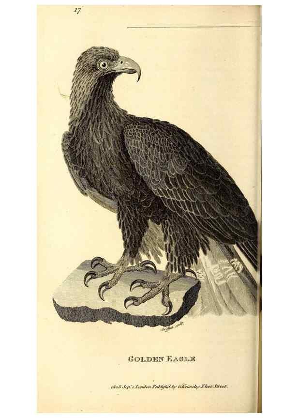 Reproducción/Reproduction 49829526268: General zoology, or Systematic natural history. London,Printed for G. Kearsley,1800-1826.. 