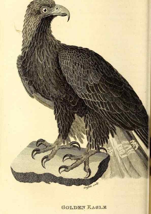 Reproducción/Reproduction 49829526268: General zoology, or Systematic natural history. London,Printed for G. Kearsley,1800-1826.. 