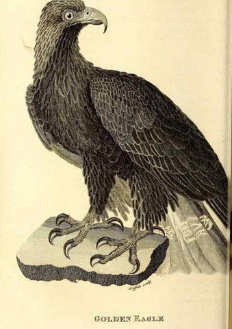 Reproducción/Reproduction 49829526268: General zoology, or Systematic natural history. London,Printed for G. Kearsley,1800-1826.. 